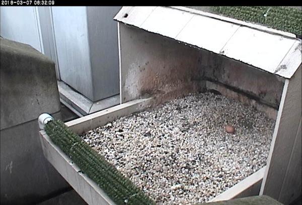 Pitt peregrine nest with one egg, 7 March 2018 (photo from the National Aviary snapshot cam at Univ of Pittsburgh)