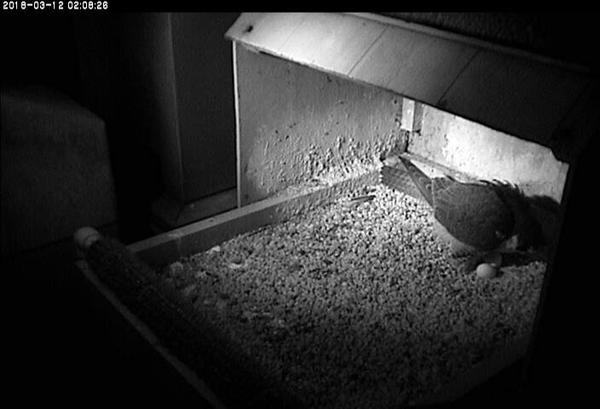 Peregrine falcon Hope lays her 3rd egg of 2018 (photo from the National Aviary snapshot camera at Univ of Pittsburgh)