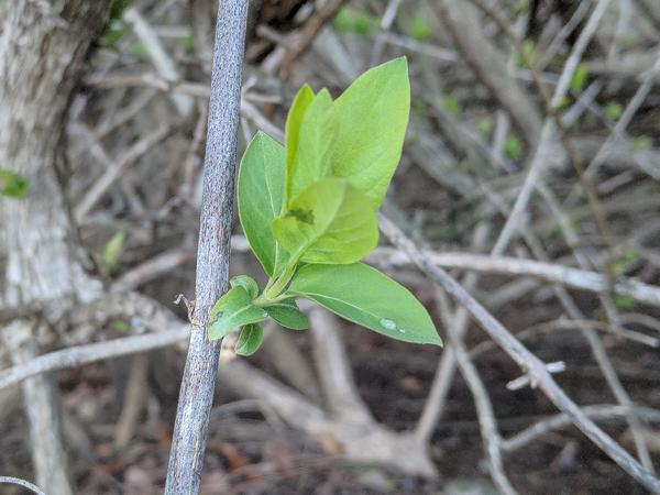 Honeysuckle leaves, 7 March 2018 (photo by Kate St. John)