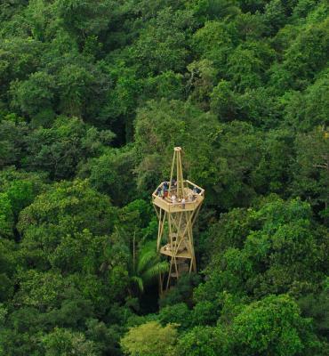 View of Panama Rainforest Discovery Center Tower (photo from the pipelineroad.org website)