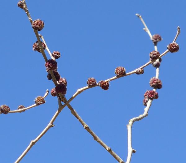 American elm flowers about to open, 3 March 2018 (photo by Kate St. John)