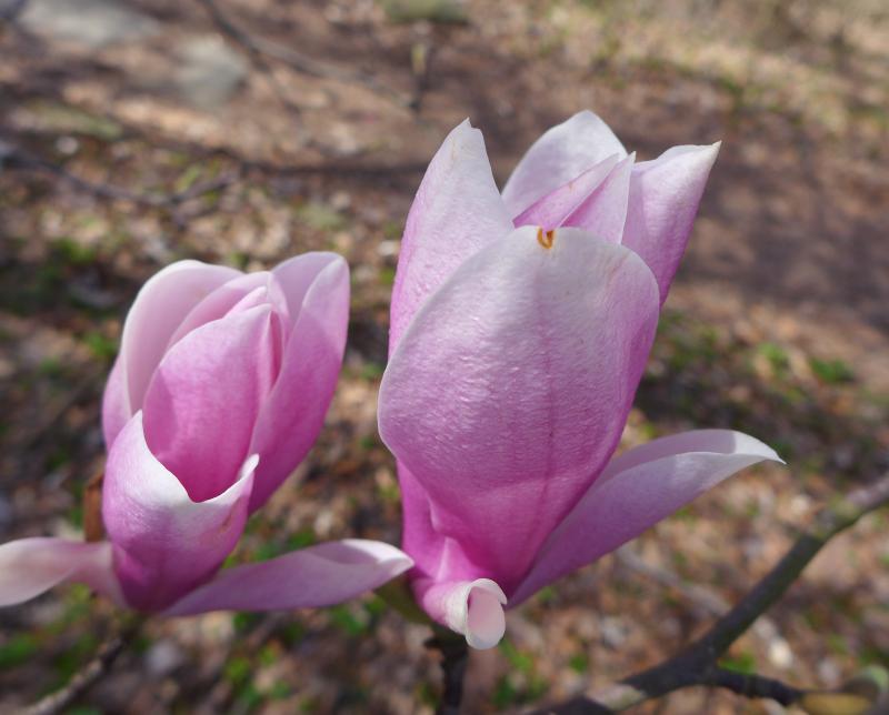 Saucer magnolia in bloom, Schenley park, 23 April 2018 (photo by Kate St. John)
