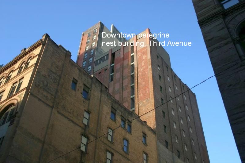 Downtown peregrine nest building, Third Avenue (photo by Lori Maggio, 2013)