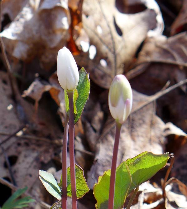 Twinleaf flowers, closed in the morning, Enlow Fork, 26 April 2018 (photo by Kate St. John)