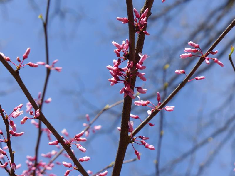 Redbud in the bud, Schenley Park, 23 April 2018 (photo by Kate St. John)