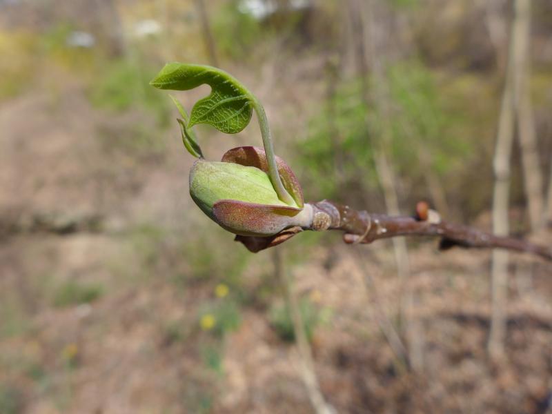 Tulip leaf emerging from bud, 23 Apr 2018 (photo by Kate St. John)