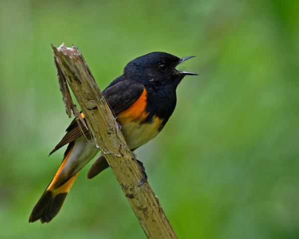 American redstart (photo by Tony Bruno)