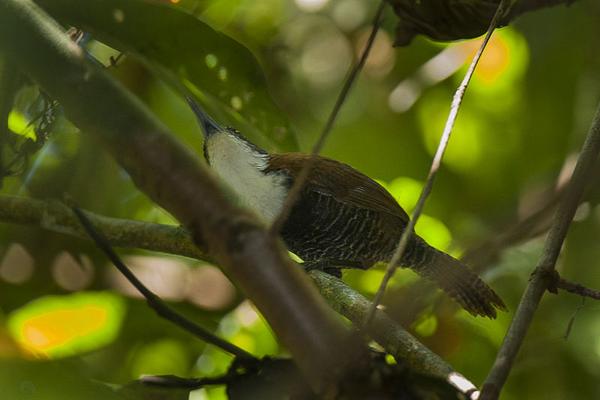 Black-bellied wren, Panama (photo by Fransceso Veronesi from Wikimedia Commons)