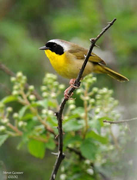 Common yellowthroat (photo by Steve Gosser)