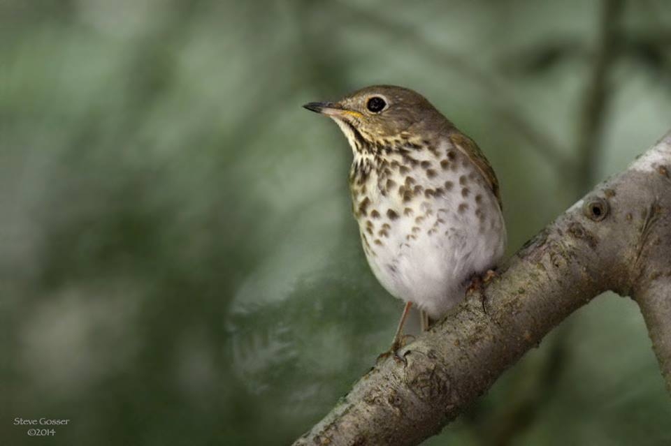 Hermit thrush (photo by Steve Gosser)