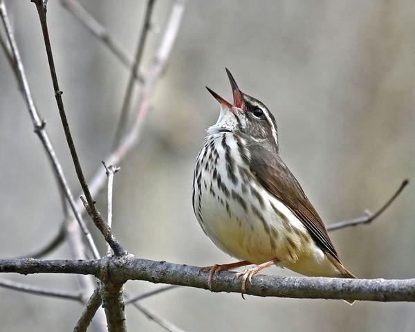 Louisiana waterthrush (photo by Anthony Bruno)