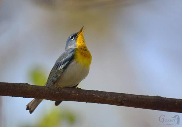 Northern parula (photo by Steve Gosser)