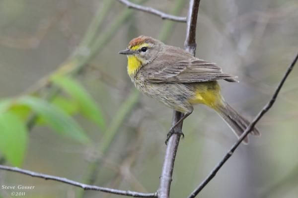 Palm warbler (photo by Steve Gosser)