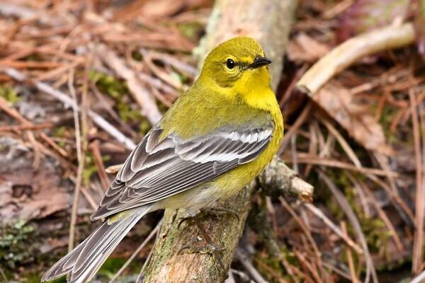Pine warbler (photo by Anthony Bruno)