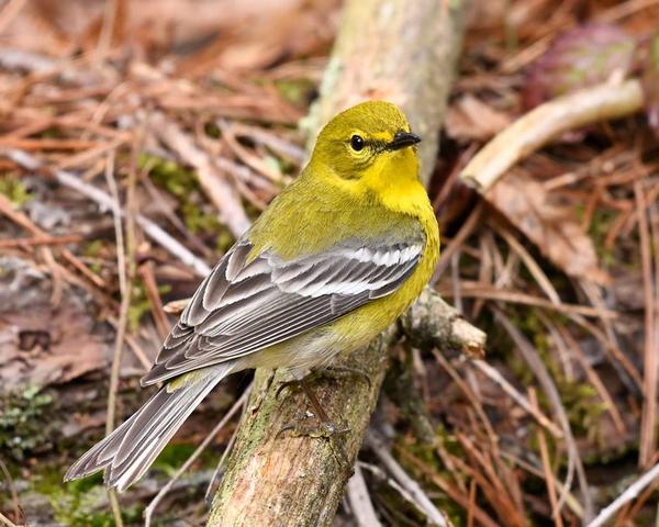 Pine warbler (photo by Anthony Bruno)