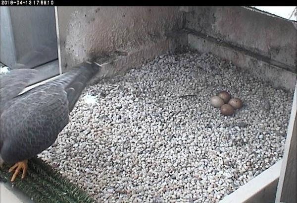 Four eggs at Pitt peregrine nest, 13 April 2018, 18:00 (photo from the National Aviary snapshot camera at Univ. of Pittsburgh)