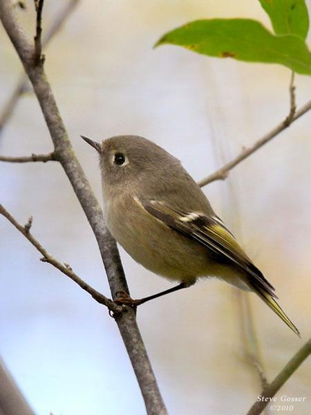 Ruby-crowned kinglet (photo by Steve Gosser)