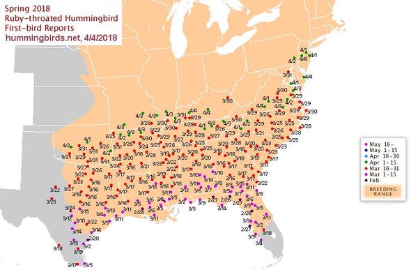Spring 2018 (zoomed) map of Ruby-throated hummingbird migration as of 4/4/2018 (screenshot from hummingbirds.net)