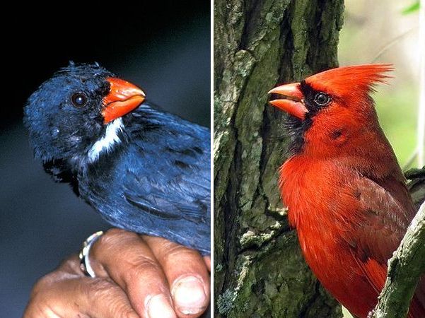 Slate-colored grosbeak, northern cardinal (photos from Wikimedia Commons)