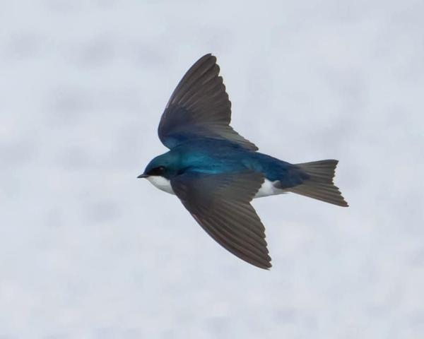 Tree swallow (photo by Don Weiss)