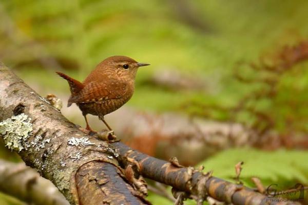 Winter wren (photo by Steve Gosser)