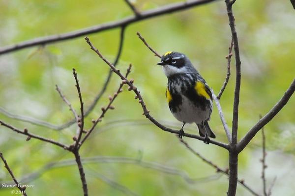 Yellow-rumped warbler (photo by Steve Gosser)