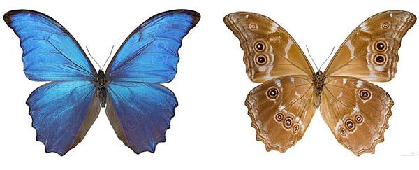 Dorsal and ventral views of museum specimen, Morpho menelaus, Peru (photo from Wikimedia Commons)