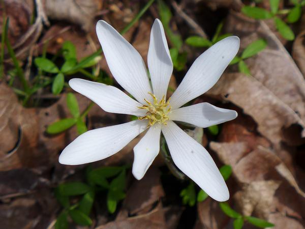 Bloodroot open in full sun, 11 April 2018 (photo by Kate St. John)