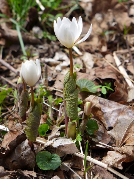 Bloodroot in the chilly morning, 11 April 2018 (photo by Kate St. John)