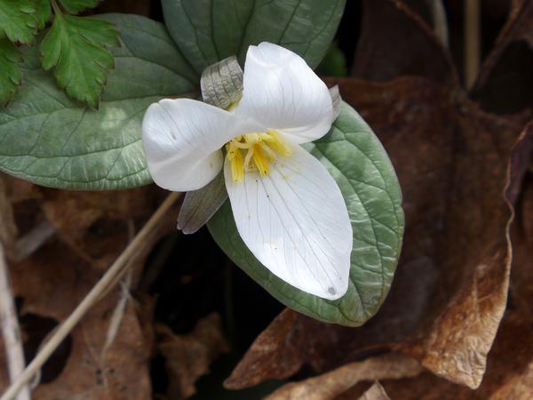 Snow trillium at its peak, 11 April 2018, Cedar Creek Park (photo by Kate St. John)