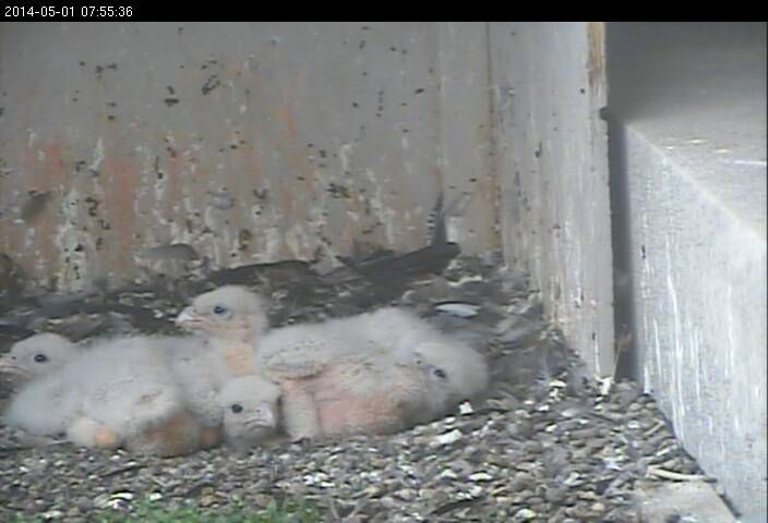 Four peregrine falcon chicks, ten days old, 2014 (hoto from the National Aviary falconcam at Gulf Tower)