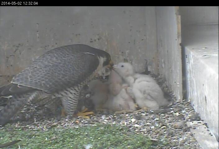 Downtown Pittsburgh peregrine falcon family in 2014 (photo from the National Aviary falconcam at Gulf Tower)