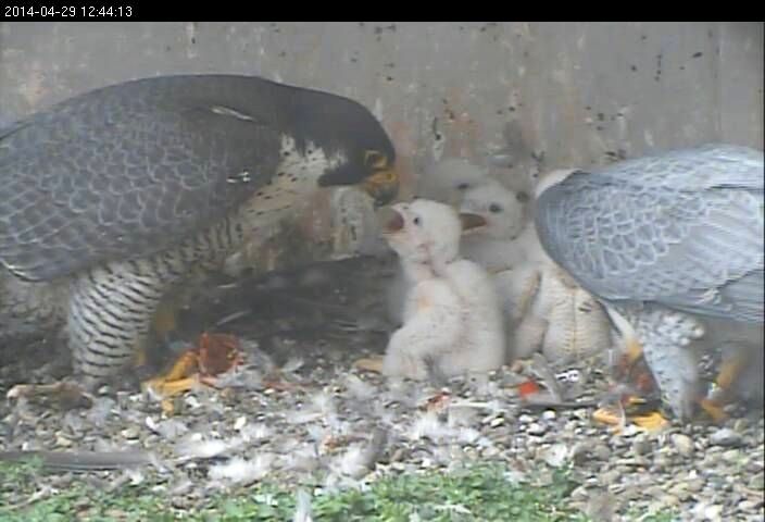 Dori, Louie and four chicks (2014)