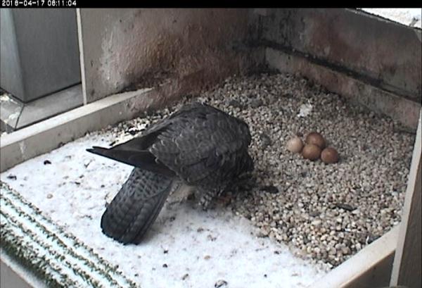 Hope eats her first-hatching chick, 17 April 2018, 8:11a (photo from the National Aviary falconcam at Univ. of Pittsburgh)