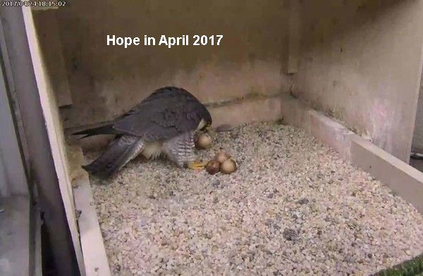 APRIL 24, 2017: Hope picked up her first pipped egg. Later she killed and ate it. (photo from the National Aviary falconcam at Univ of Pittsburgh)