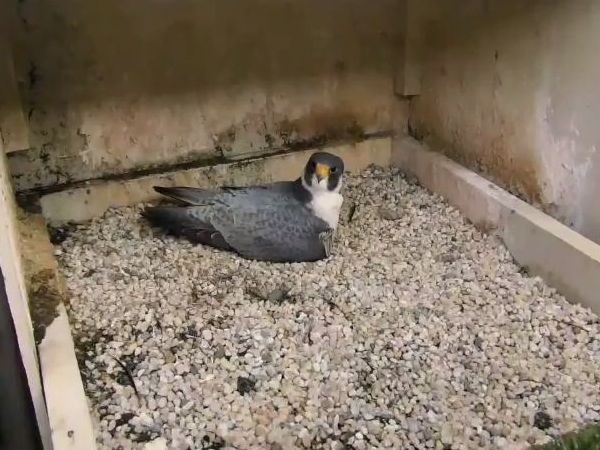 Terzo looks alert while incubating (screenshot from the National Aviary falconcam at Univ of Pittsburgh)