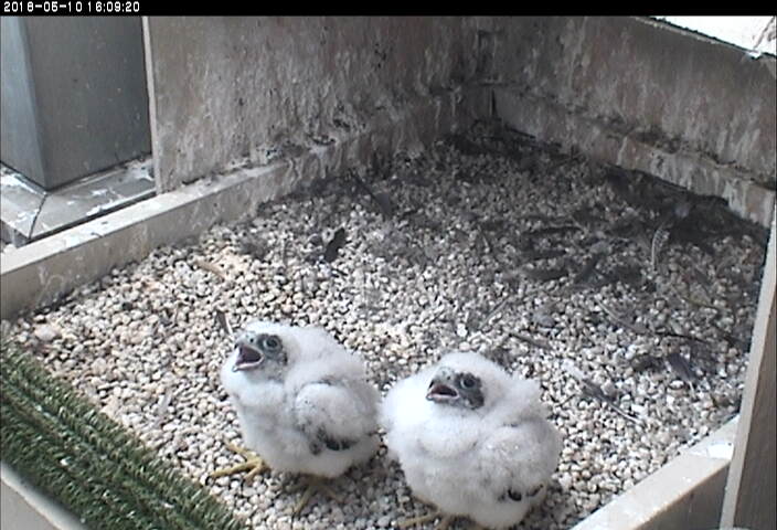 Pitt peregrine chicks, 10 May 2018, 4:10pm (photo from the National Aviary snapshot camera at Univ of Pittsburgh)