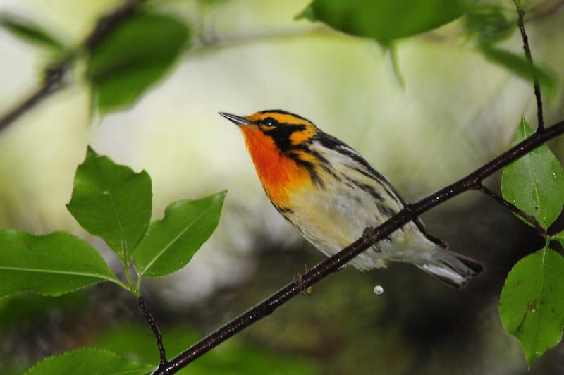 Blackburnian warbler (photo by Steve Gosser)