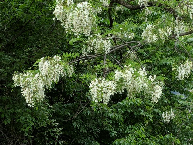 Black locust tree in bloom, 16 May 2018 (photo by Kate St. John)