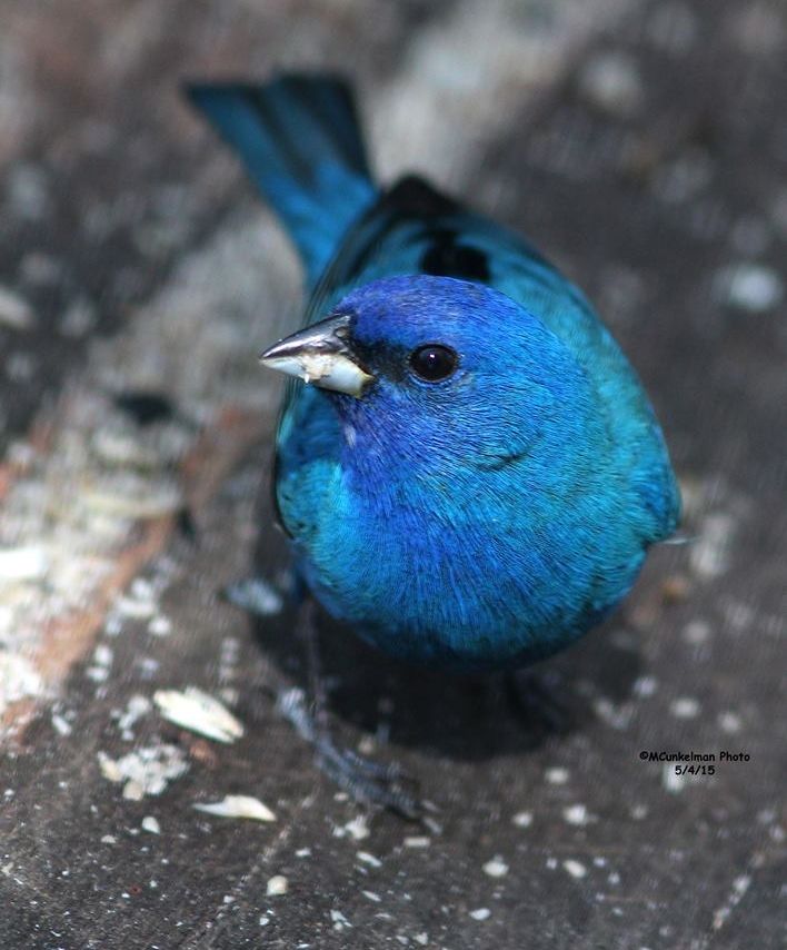 Indigo bunting (photo by Marcy Cunkelman, May 2015)