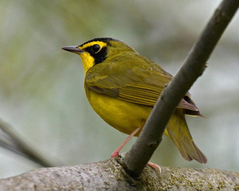 Kentucky warbler (photo by Tony Bruno)