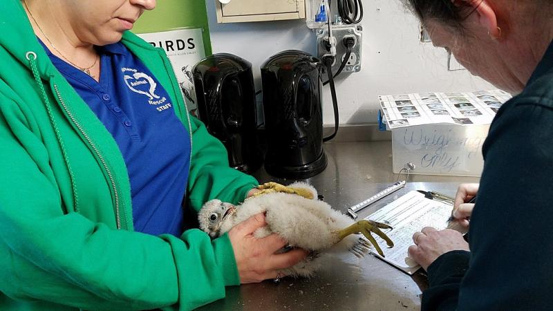 Peregrine chick from Downtown nest being banded at Humane Animal Rescue, 8 May 2018 (photo from Humane Animal Rescue)