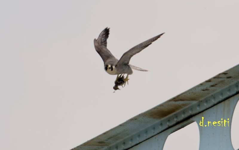 Peregrine falcon carrying food at Elizabeth Bridge, 12 May 2018 (photo by Dana Nesiti)