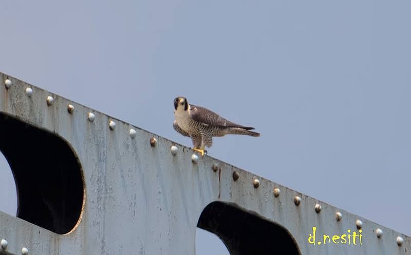 Peregrine perched on Elizabeth Bridge, 12 May 2018 (photo by Dana Nesiti)