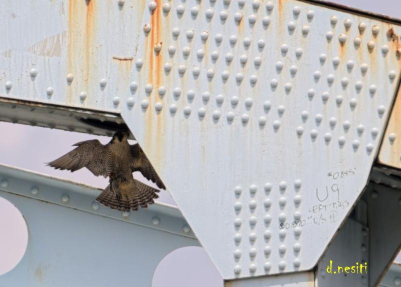 Food delivery to the chicks, 12 May 2018 (photo by Dana Nesiti)