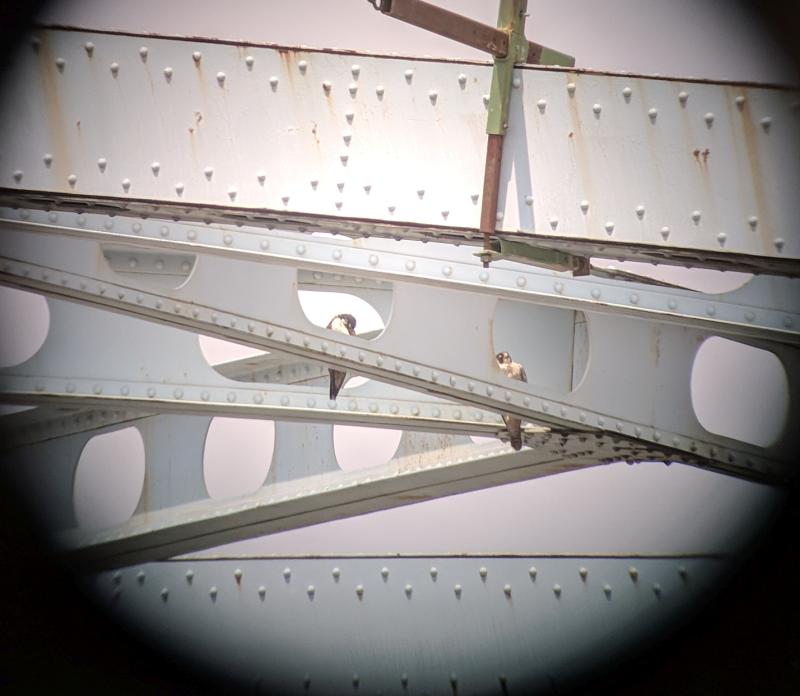 Adult peregrines at the Elizabeth Bridge, 13 May 2018 (photo by Kate St. John)