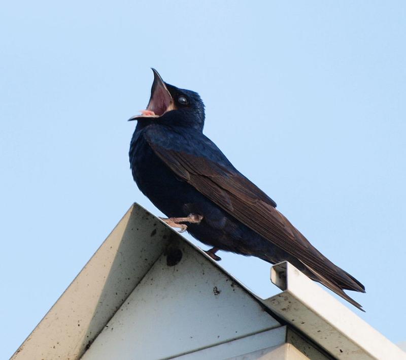 Purple martin male, singing near his nest, Chicago (photo from Wikimedia Commons)