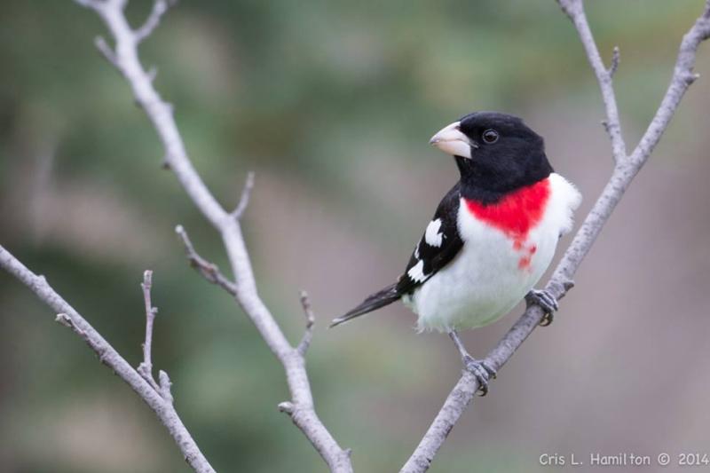 Rose-breasted grosbeak (photo by Cris Hamilton)