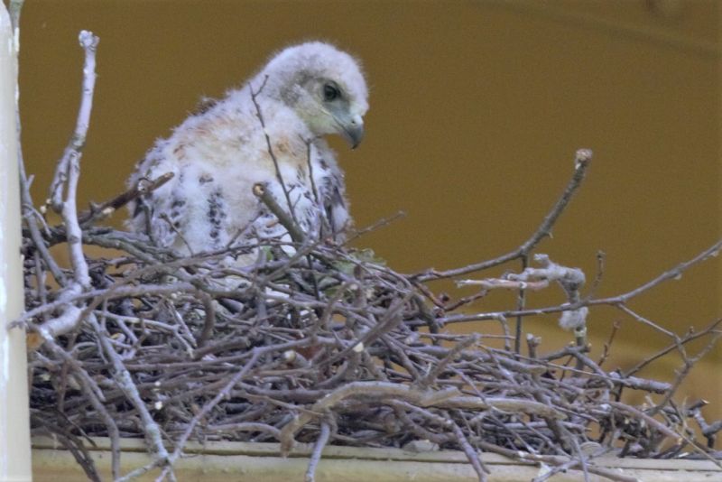 Red-tailed hawk chick, Schenley Park, 21 May 2018 (photo by Gregory M. Diskin)