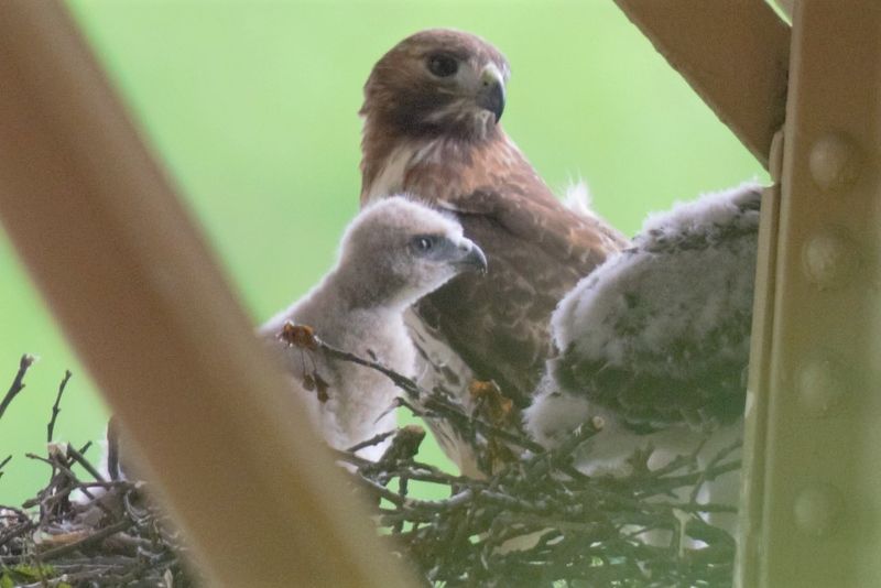 Red-tailed hawk family in a nest in Schenley Park, 14 May 2018 (photo by Gregory M. Diskin)